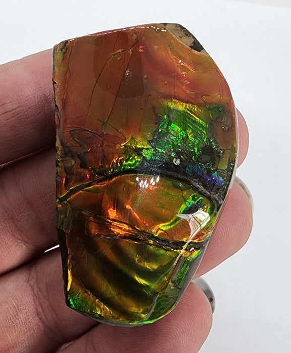 Ammolite Free Form Gem Specimen | Canada