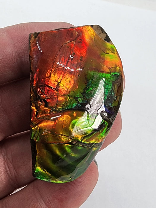 Ammolite Free Form Gem Specimen | Canada