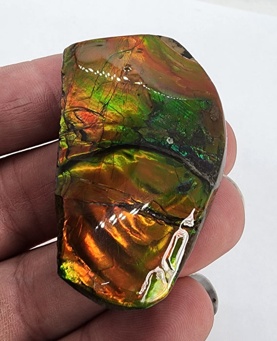 Ammolite Free Form Gem Specimen | Canada