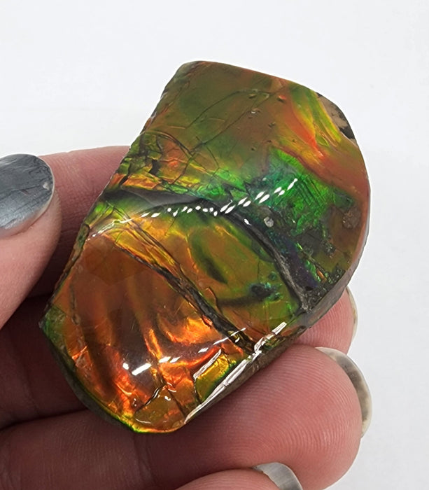 Ammolite Free Form Gem Specimen | Canada