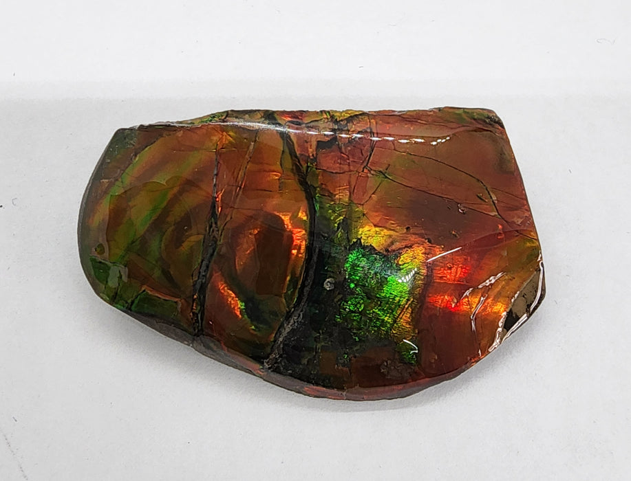 Ammolite Free Form Gem Specimen | Canada