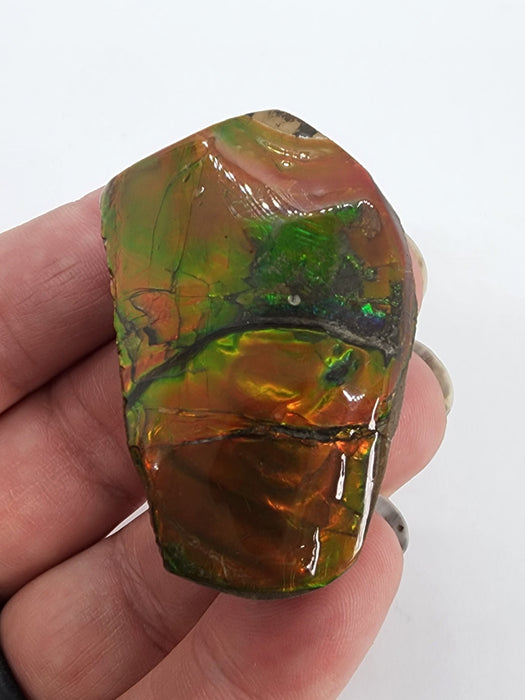 Ammolite Free Form Gem Specimen | Canada