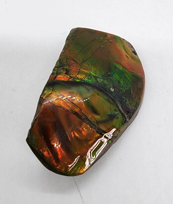 Ammolite Free Form Gem Specimen | Canada