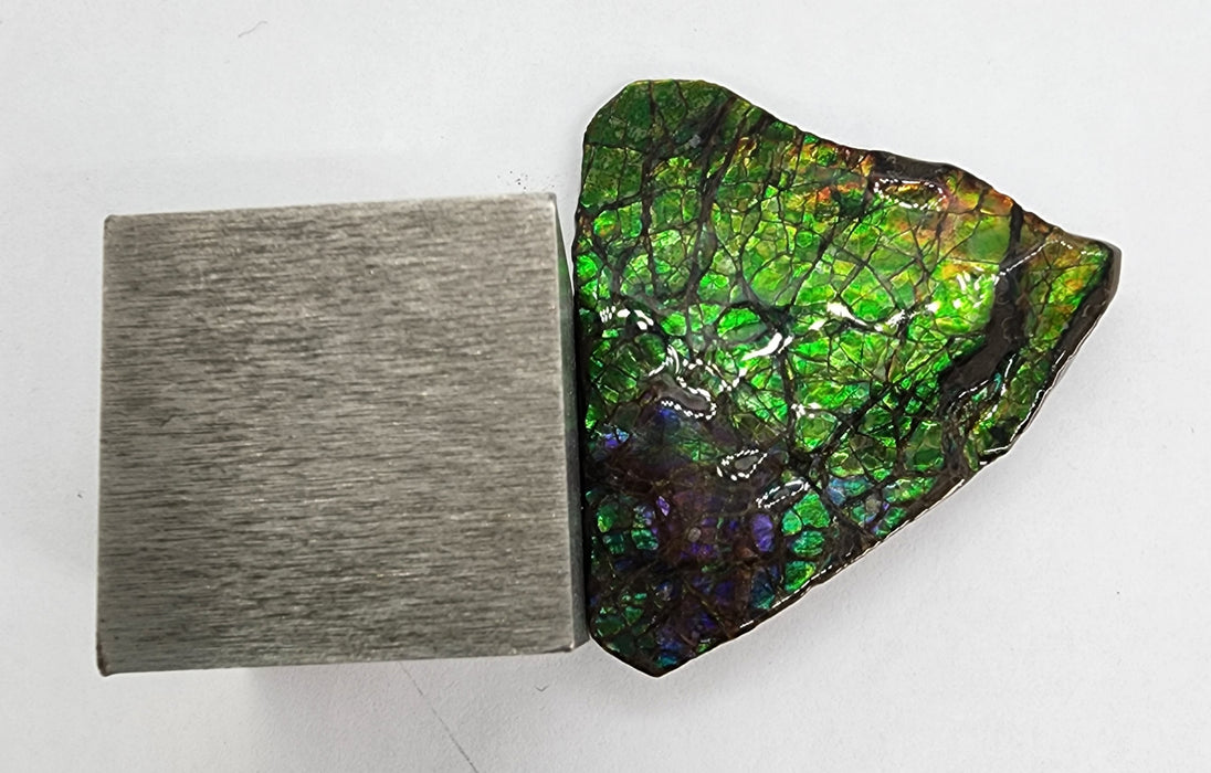 Ammolite Free Form Gem Specimen | Canada