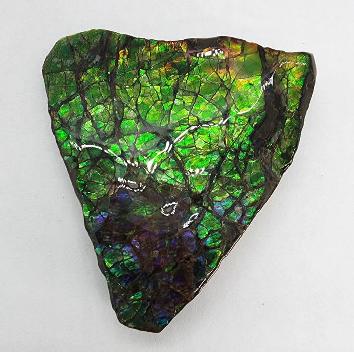 Ammolite Free Form Gem Specimen | Canada