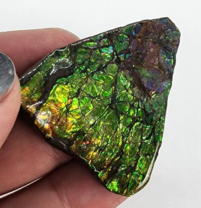 Ammolite Free Form Gem Specimen | Canada