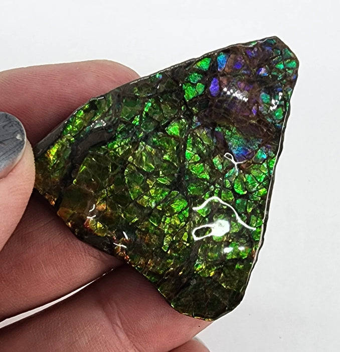 Ammolite Free Form Gem Specimen | Canada