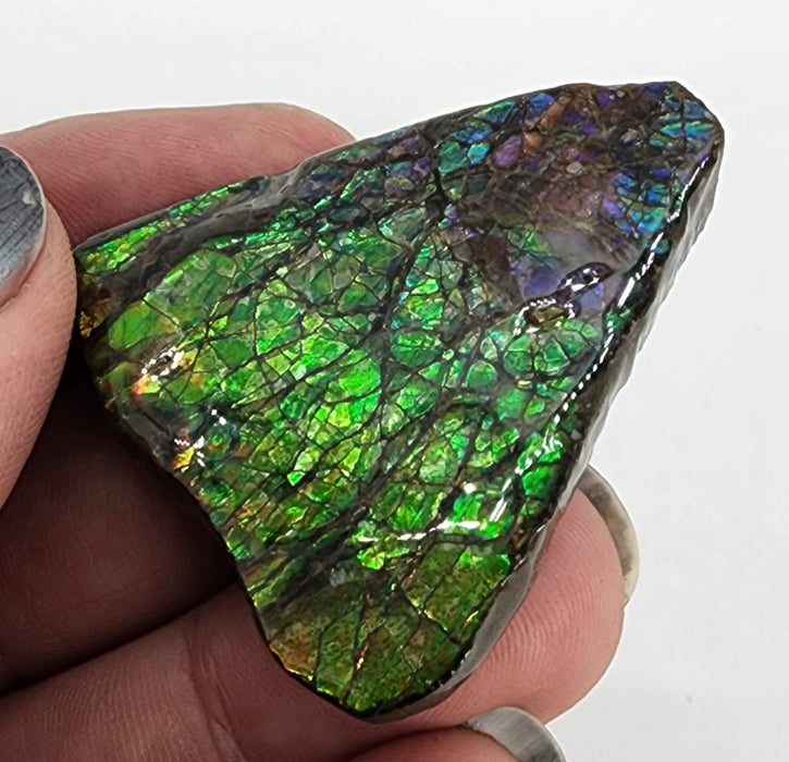 Ammolite Free Form Gem Specimen | Canada