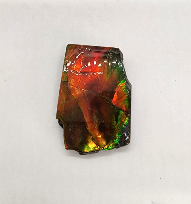 Ammolite Free Form Gem Specimen | Canada