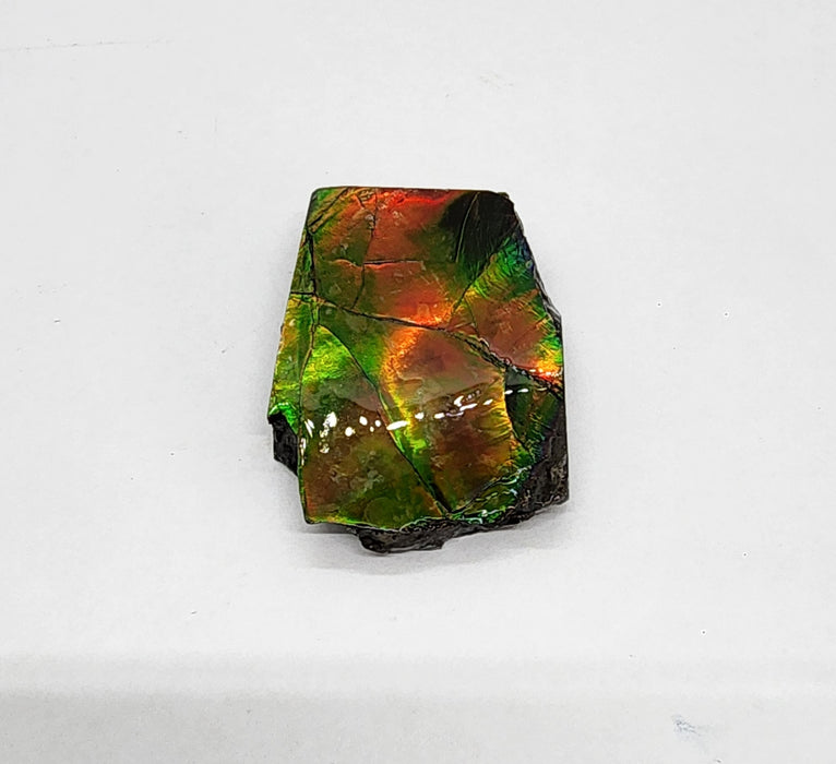 Ammolite Free Form Gem Specimen | Canada