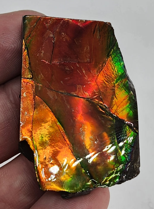 Ammolite Free Form Gem Specimen | Canada