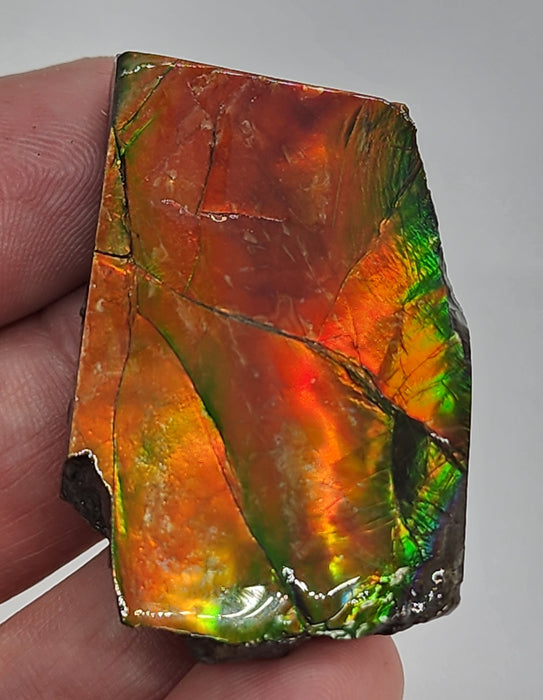 Ammolite Free Form Gem Specimen | Canada