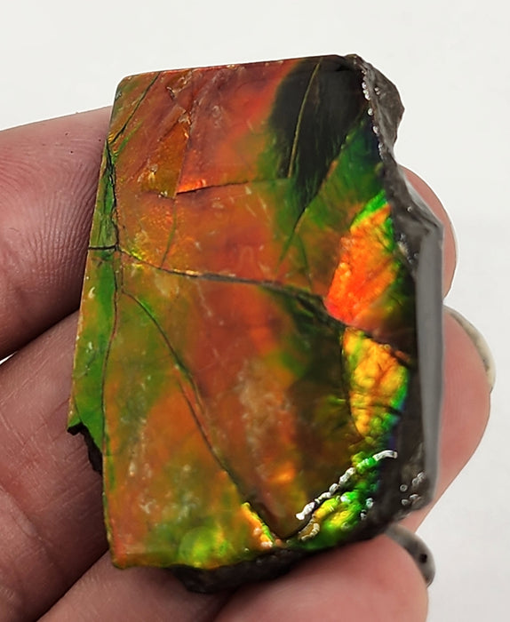 Ammolite Free Form Gem Specimen | Canada