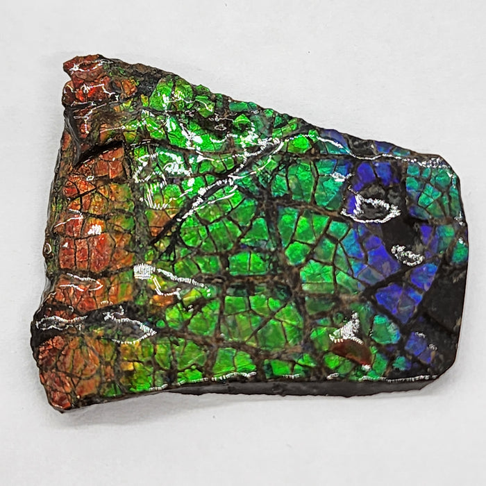 Ammolite Free Form Gem Specimen | Canada