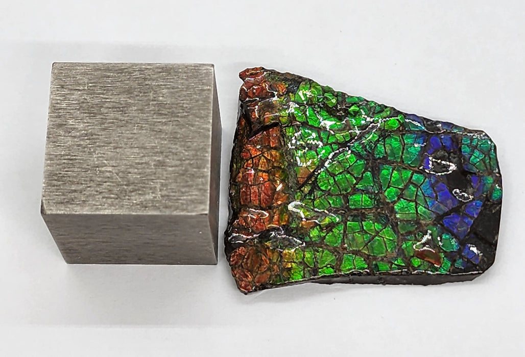 Ammolite Free Form Gem Specimen | Canada