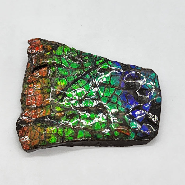 Ammolite Free Form Gem Specimen | Canada