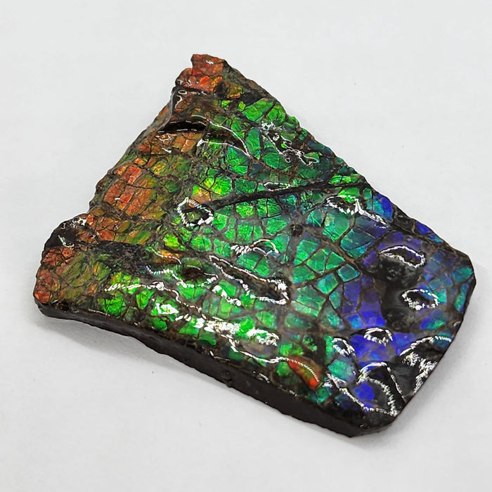 Ammolite Free Form Gem Specimen | Canada