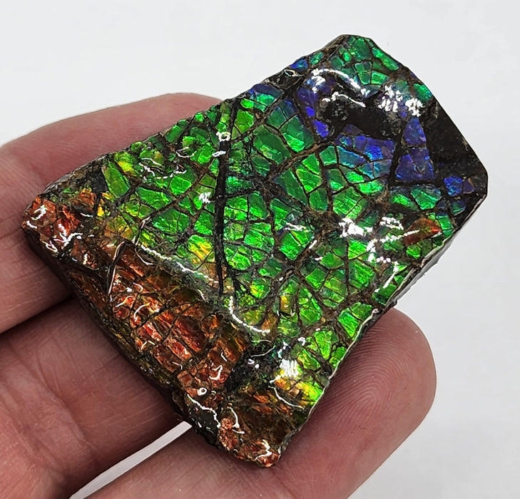 Ammolite Free Form Gem Specimen | Canada