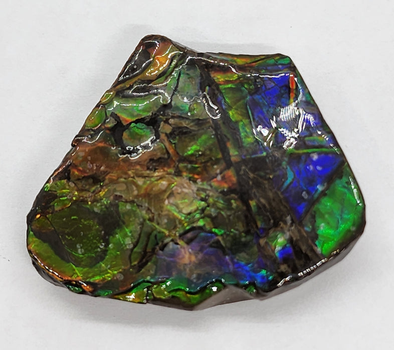 Ammolite Free Form Gem Specimen | Canada