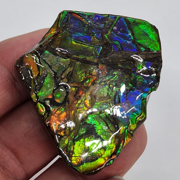 Ammolite Free Form Gem Specimen | Canada