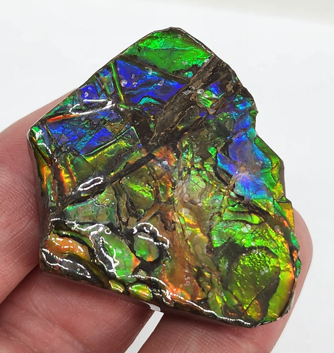 Ammolite Free Form Gem Specimen | Canada