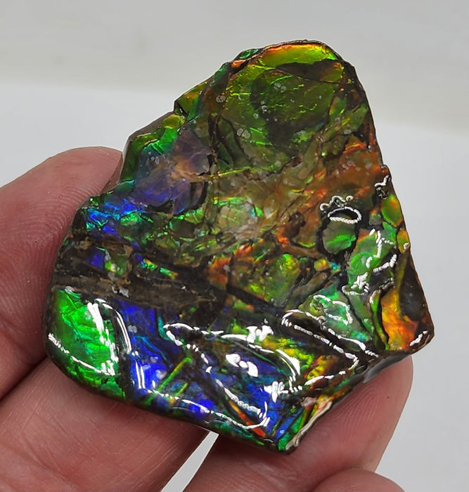 Ammolite Free Form Gem Specimen | Canada