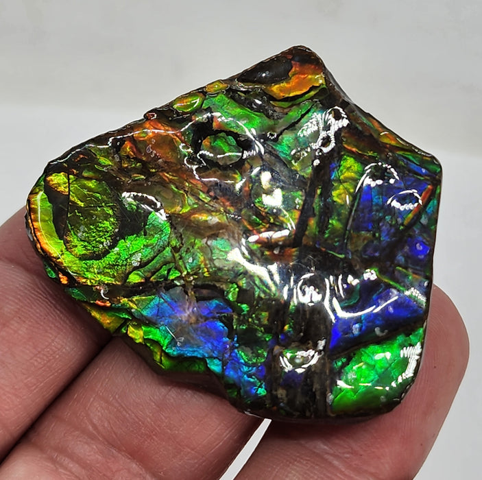 Ammolite Free Form Gem Specimen | Canada