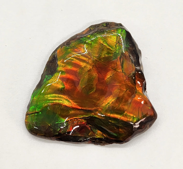 Ammolite Free Form Gem Specimen | Canada