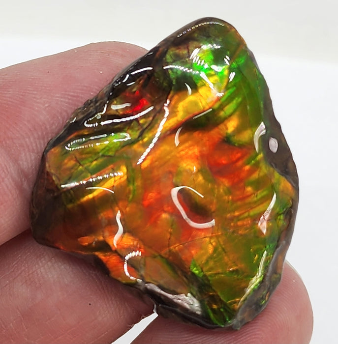 Ammolite Free Form Gem Specimen | Canada