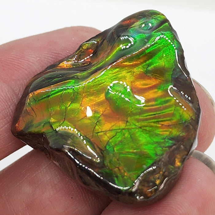 Ammolite Free Form Gem Specimen | Canada