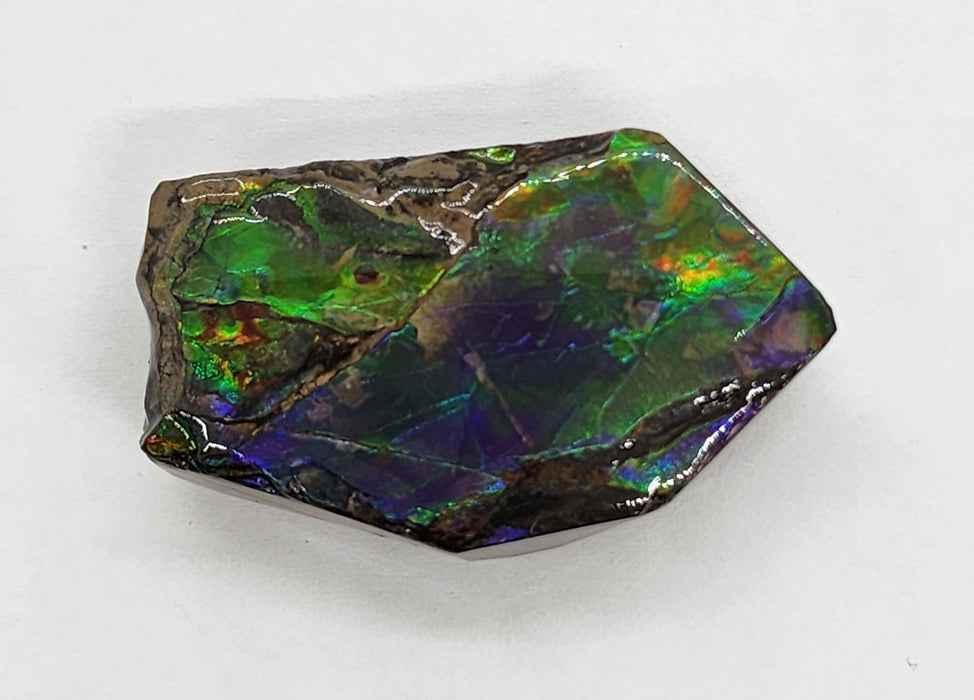 Ammolite Free Form Gem Specimen | Canada