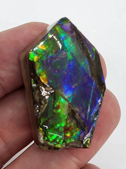 Ammolite Free Form Gem Specimen | Canada