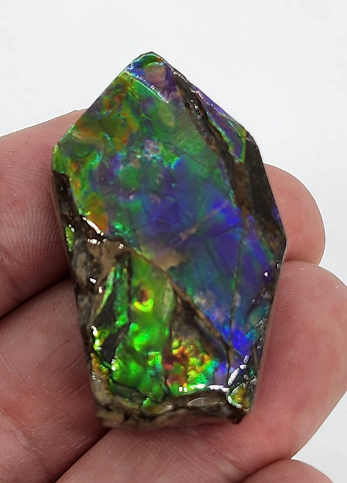 Ammolite Free Form Gem Specimen | Canada