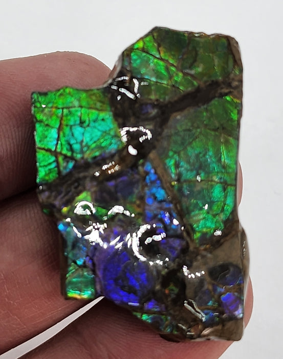 Ammolite Free Form Gem Specimen | Canada