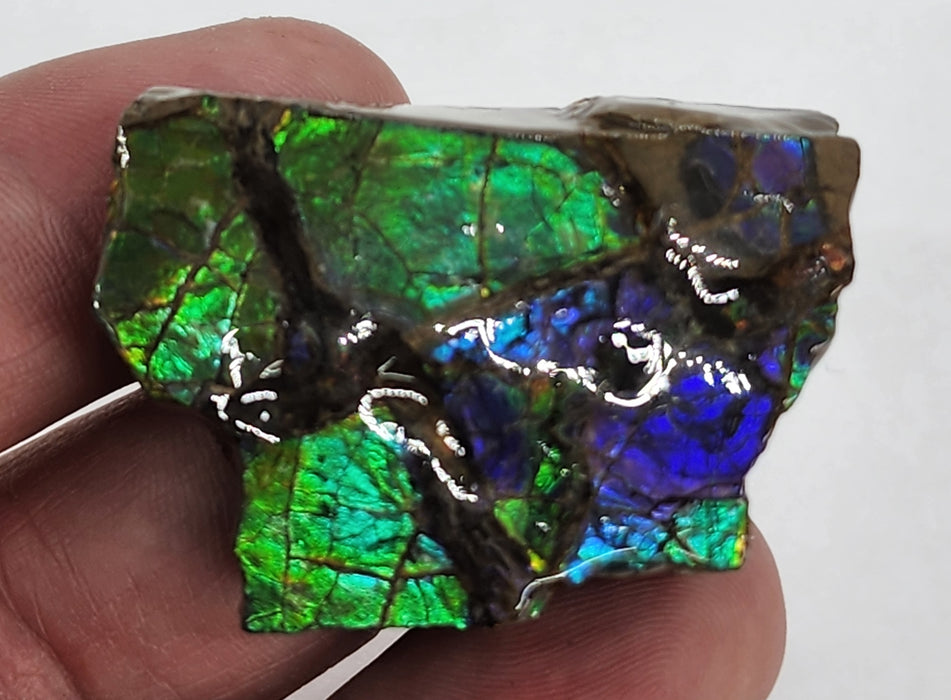 Ammolite Free Form Gem Specimen | Canada