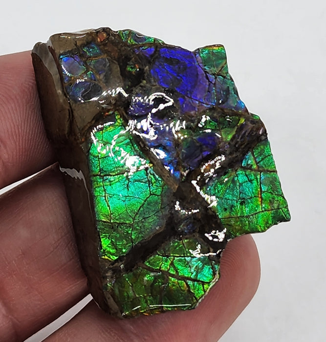 Ammolite Free Form Gem Specimen | Canada