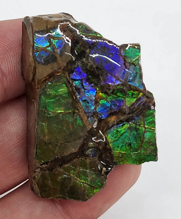 Ammolite Free Form Gem Specimen | Canada