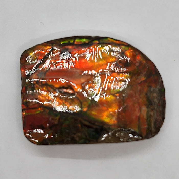 Ammolite Free Form Gem Specimen | Canada