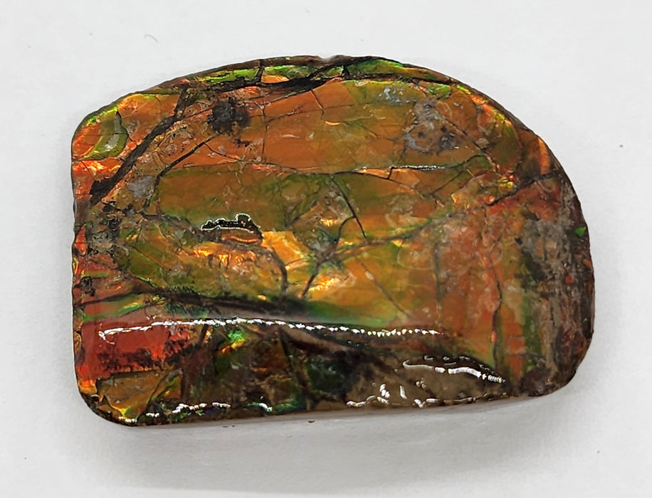 Ammolite Free Form Gem Specimen | Canada