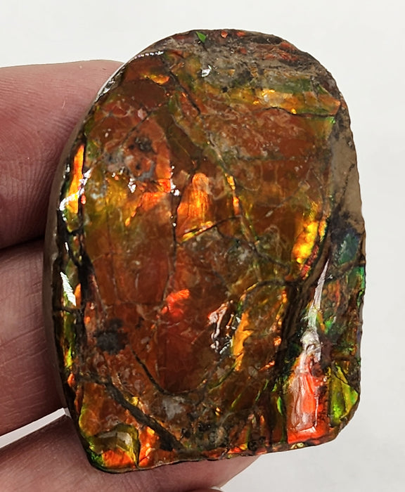 Ammolite Free Form Gem Specimen | Canada