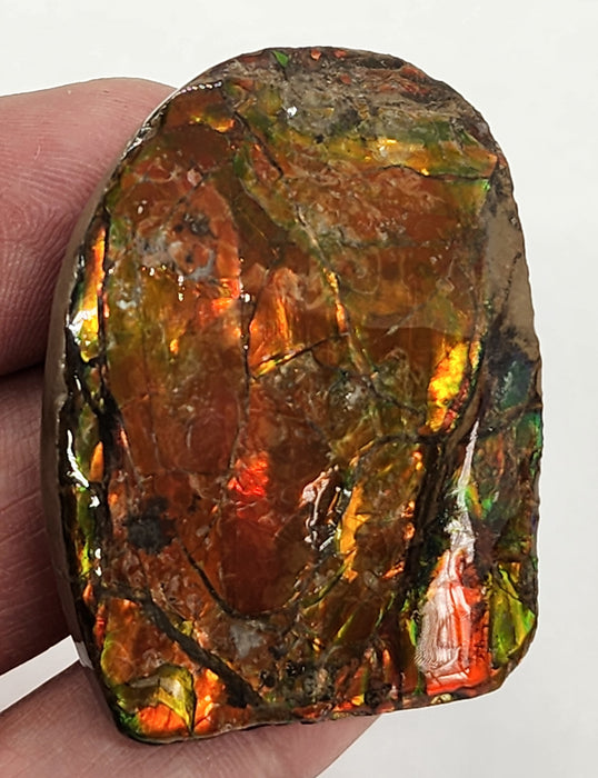 Ammolite Free Form Gem Specimen | Canada