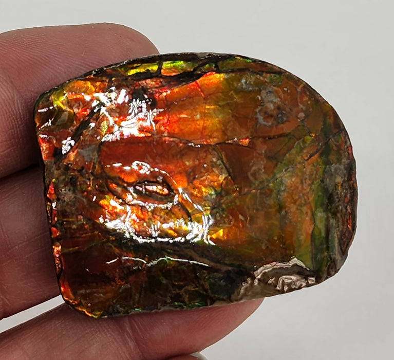 Ammolite Free Form Gem Specimen | Canada