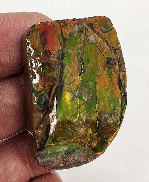 Ammolite Free Form Gem Specimen | Canada