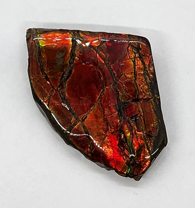 Ammolite Free Form Gem Specimen | Canada