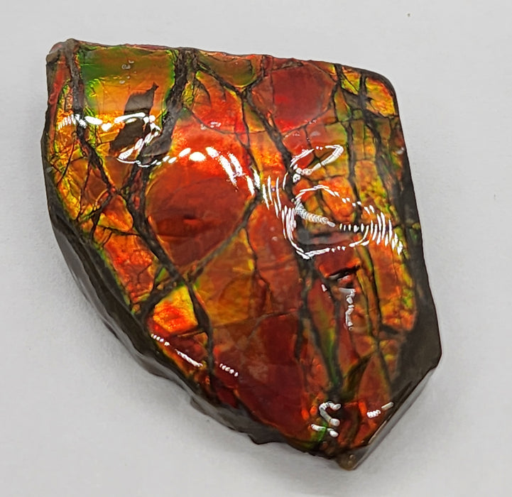 Ammolite Free Form Gem Specimen | Canada