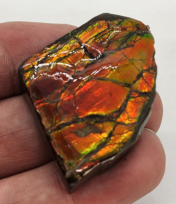 Ammolite Free Form Gem Specimen | Canada