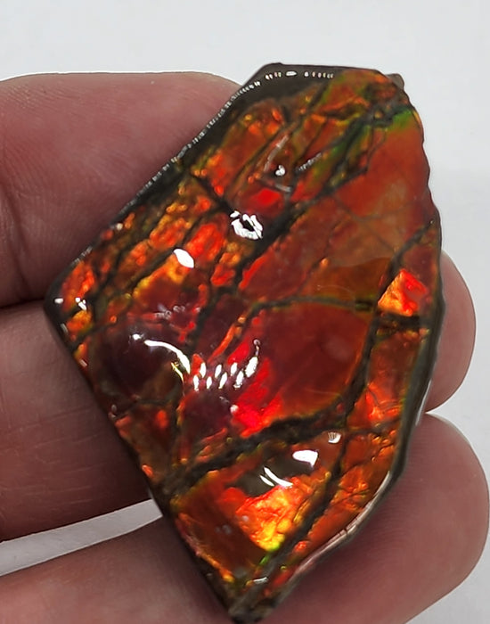 Ammolite Free Form Gem Specimen | Canada