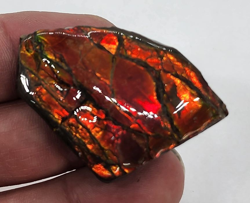 Ammolite Free Form Gem Specimen | Canada