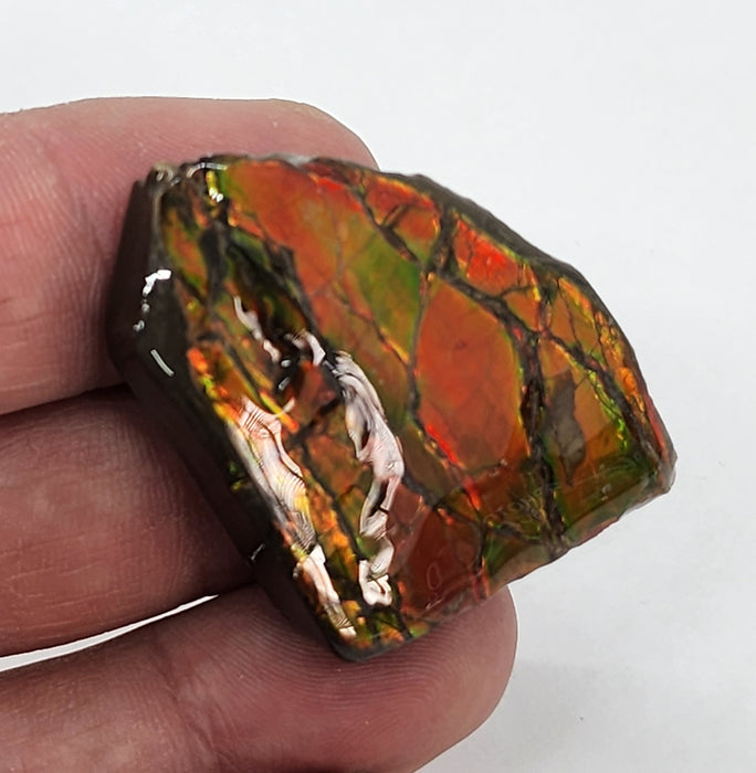 Ammolite Free Form Gem Specimen | Canada