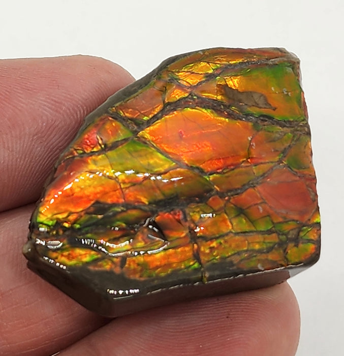 Ammolite Free Form Gem Specimen | Canada